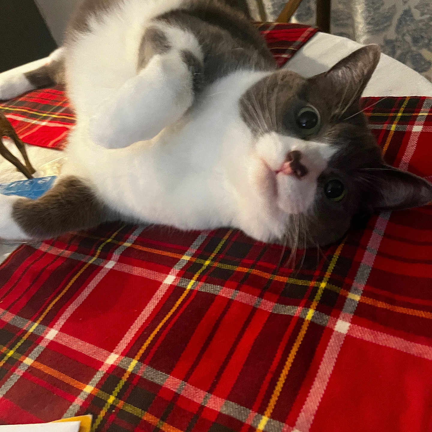 Sophie joined the competition — help win amazing prizes! animal, cat, chair, closeup, cozy, curious, curtain, cute, domestic, feline, fur, indoor, laying, looking, pet, plaid, playful, red, table, whiskers