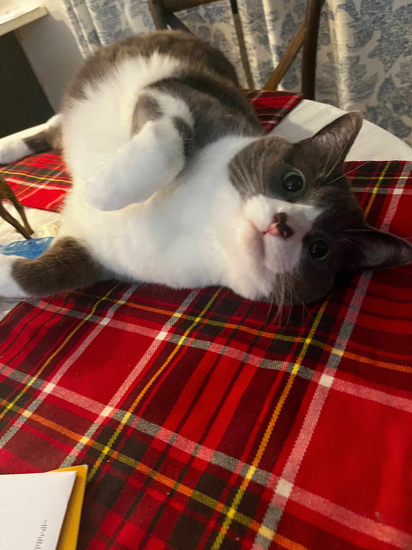 Sophie joined the competition — help win amazing prizes! cat, indoor, table, plaid, red, curious, pet, animal, feline, fur, whiskers, chair, curtain, cozy, closeup, laying, looking, playful, domestic, cute