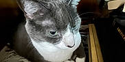 Sophie joined the competition — help win amazing prizes! cat, gray_cat, white_cat, plaid_blanket, books, wooden_nook, cozy, indoor, pet, feline, resting, close_up, quiet, soft_lighting, sitting, fur, whiskers, paws, domestic_animal, relaxed