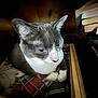Sophie joined the competition — help win amazing prizes! cat, gray_cat, white_cat, plaid_blanket, books, wooden_nook, cozy, indoor, pet, feline, resting, close_up, quiet, soft_lighting, sitting, fur, whiskers, paws, domestic_animal, relaxed