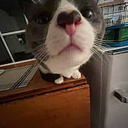 Sophie joined the competition — help win amazing prizes! cat, close_up, indoor, table, curious, pet, animal, wooden_furniture, whiskers, face, nose, black_and_white, domestic, window, household, curiosity, feline, paws, indoors, funny_perspective