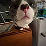 Sophie joined the competition — help win amazing prizes! cat, close_up, indoor, table, curious, pet, animal, wooden_furniture, whiskers, face, nose, black_and_white, domestic, window, household, curiosity, feline, paws, indoors, funny_perspective