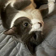 Sophie joined the competition — help win amazing prizes! cat, pet, animal, feline, fur, whiskers, bed, blanket, indoor, close_up, laying_down, gray, white, cute, eyes, soft, cozy, relaxed, portrait, mammal