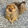 dog, pomeranian, fluffy, pet, animal, lying_down, stone_floor, outdoor, small_dog, cute, furry, brown, beige, portrait, looking_up, companion, domestic_animal, canine, friendly, relaxed