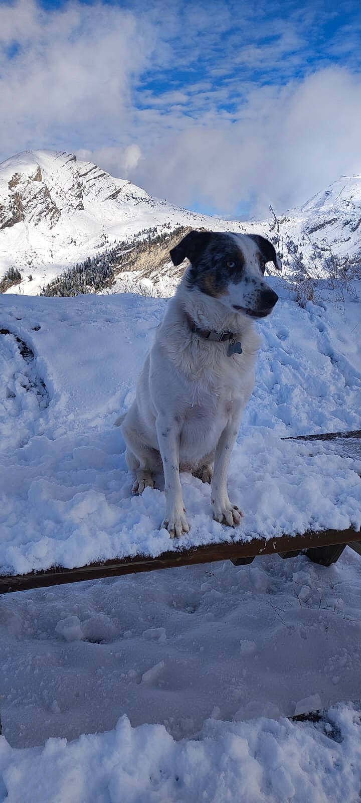 Roxy a rejoint le concours — aidez-le/la à gagner de superbes lots ! arctic, canidae, carnivore, cloud, companion_dog, dog, dog_breed, freezing, glacial_landform, ice_cap, mountain, mountain_range, polar_ice_cap, recreation, sky, slope, snow, sporting_group, winter, working_dog