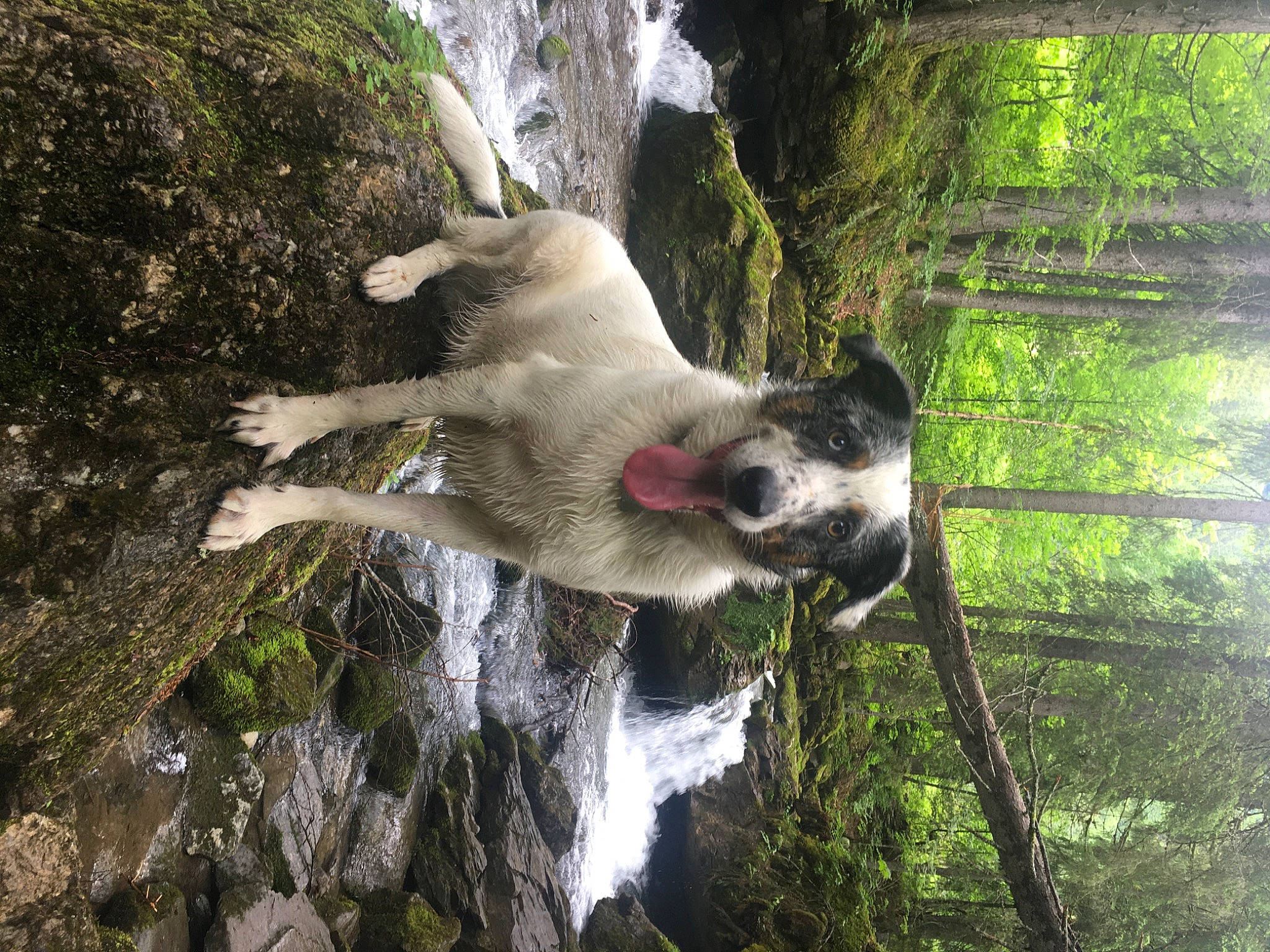 Roxy participe au concours pour gagner de l'argent avec cette photo : canidae, dog, dog_breed, fawn, forest, grass, jungle, plant, rock, sporting_group, stream, tail, terrestrial_animal, tree, trunk, water, waterfall, wildlife, wood, working_animal