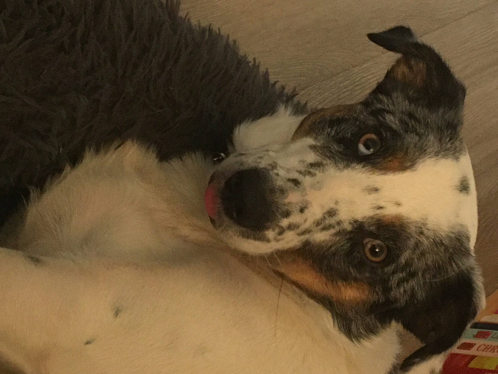 Roxy a rejoint le concours — aidez-le/la à gagner de superbes lots ! ancient_dog_breeds, art, art_paint, carnivore, companion_dog, dog, dog_breed, drawing, fur, illustration, non_sporting_group, paint, painting, paw, snout, toy, visual_arts, whiskers, working_animal, working_dog