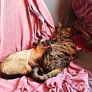Kira Et Ruby a rejoint le concours — aidez-le/la à gagner de superbes lots ! cat, cats, feline, pet, grooming, pink_blanket, striped_cat, siamese_cat, cozy, indoor, resting, fur, tail, ears, whiskers, comfort, cuddle, cute, domestic_animal, relaxation