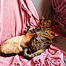 cat, cats, feline, pet, grooming, pink_blanket, striped_cat, siamese_cat, cozy, indoor, resting, fur, tail, ears, whiskers, comfort, cuddle, cute, domestic_animal, relaxation