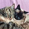 Kira Et Ruby a rejoint le concours — aidez-le/la à gagner de superbes lots ! cat, tabby_cat, siamese_cat, sleeping, snuggling, close_up, furry, pet, animal, cute, cozy, pink_background, whiskers, ears, muzzle, fur_texture, resting, indoor, companion, adorable