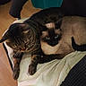 Kira Et Ruby participe au concours pour gagner de l'argent avec cette photo : cat, tabby_cat, siamese_cat, pets, indoor, feline, cozy, blanket, chair, fur, animal, resting, snuggling, blue_eyes, striped_fur, domestic_animal, relaxation, soft_texture, cuddle, companion