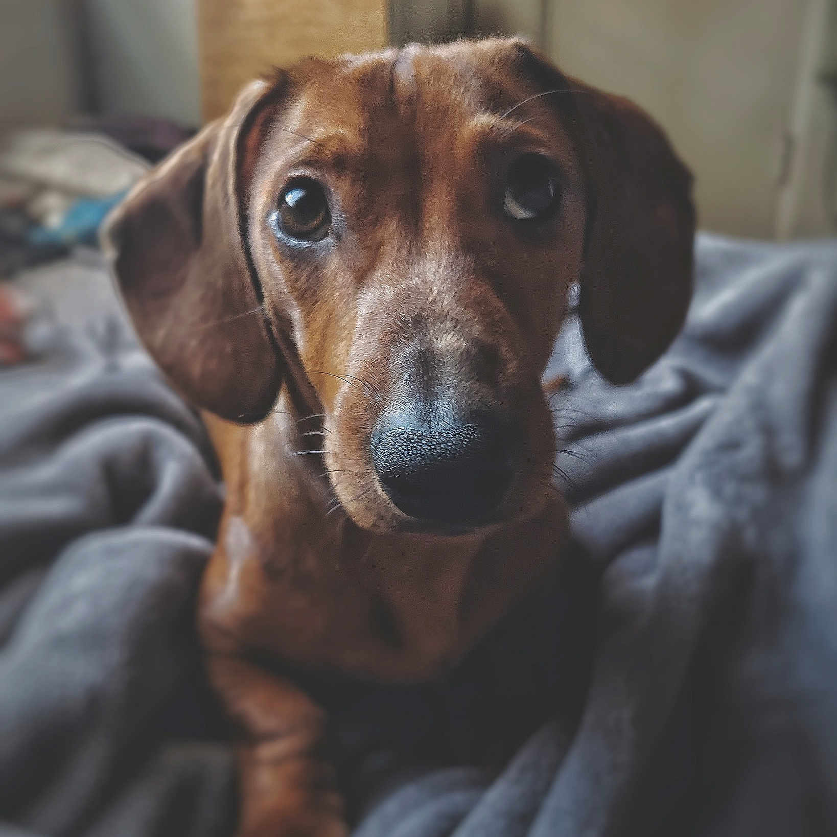 Bud is registered to the contest to win money with this photo: alpine_dachsbracke, beagador, canidae, carnivore, companion_dog, dachshund, dog, dog_breed, ear, fawn, hound, liver, mammal, nose, puppy, rare_breed_dog, snout, tyrolean_hound, vertebrate, whiskers