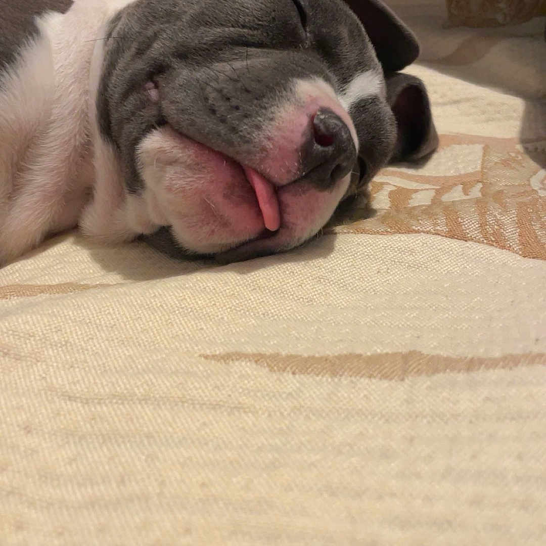 Vini