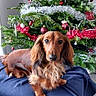 dog, dachshund, long_haired_dog, pet, animal, christmas_tree, christmas, ornaments, tinsel, red, green, festive, holiday, indoor, portrait, sitting, blanket, brown_fur, floppy_ears, home_decor