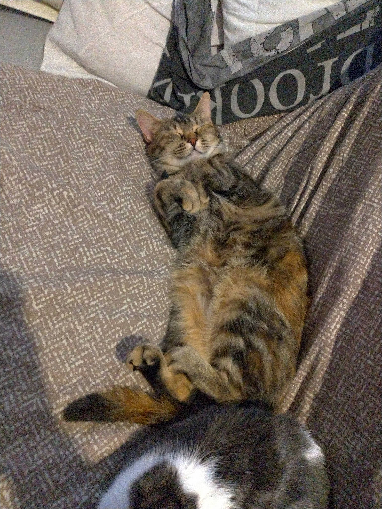 Karra a rejoint le concours — aidez-le/la à gagner de superbes lots ! american_shorthair, asian, carnivore, cat, domestic_short_haired_cat, dragon_li, european_shorthair, felidae, fur, kitten, mammal, small_to_medium_sized_cats, sokoke, tabby_cat, tail, whiskers