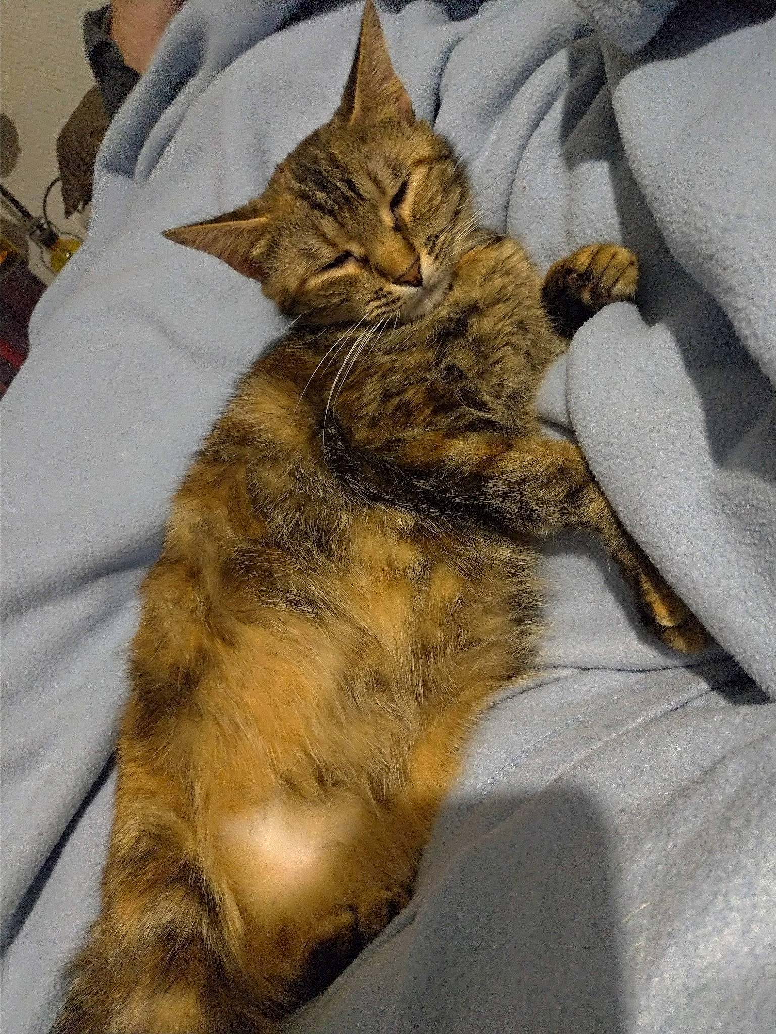 Karra participe au concours pour gagner de l'argent avec cette photo : american_shorthair, asian, australian_mist, california_spangled, carnivore, cat, claw, domestic_long_haired_cat, domestic_short_haired_cat, dragon_li, european_shorthair, felidae, fur, german_rex, kitten, mammal, pixie_bob, small_to_medium_sized_cats, tabby_cat, whiskers