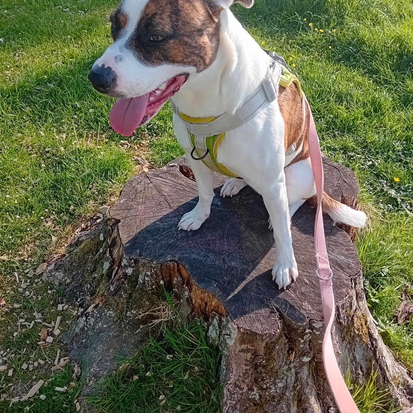 Maya participe au concours pour gagner de l'argent avec cette photo : animal, brown_and_white, canine, cute, daytime, dog, friendly, grass, harness, leash, mammal, nature, outdoor, park, pet, playful, sitting, sunlight, tongue_out, tree_stump