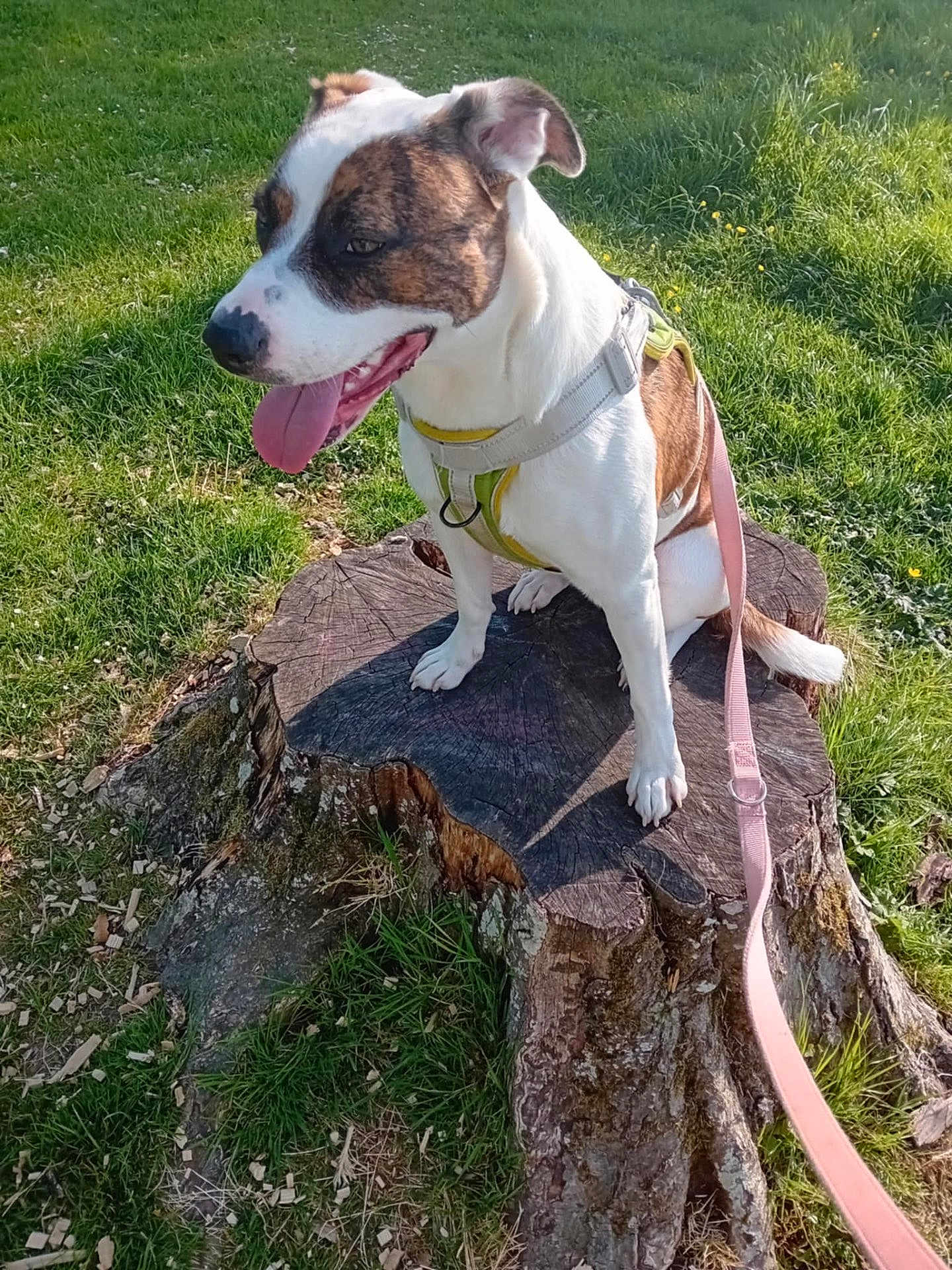 Maya participe au concours pour gagner de l'argent avec cette photo : animal, brown_and_white, canine, cute, daytime, dog, friendly, grass, harness, leash, mammal, nature, outdoor, park, pet, playful, sitting, sunlight, tongue_out, tree_stump