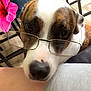Maya participe au concours pour gagner de l'argent avec cette photo : animal, brown_and_white, casual, chair, close_up, curious, dog, face, flower, furniture, glasses, human_leg, indoor, jeans, looking_up, nose, pet, pink_flower, seated, wooden_floor