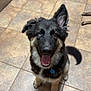 Atlas joined the competition — help win amazing prizes! dog, puppy, happy, tongue_out, heterochromia, kitchen, tile_floor, pet, furry, ears_up, brown_dog, black_dog, sitting, indoor, animal, canine, smiling, tail, collar, cute