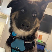 Atlas is registered to the contest to win money with this photo: dog, puppy, indoor, blue_harness, heterochromia, curious, fluffy, pet, canine, closeup, brown, black, white, sitting, head_tilt, domestic, house, furniture, bed, television