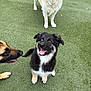 Atlas is registered to the contest to win money with this photo: dog, puppy, golden_retriever, german_shepherd, black_fur, tan_fur, grass, outdoor, pet, happy, smiling, tongue_out, playful, canine, sitting, standing, animal, friendly, fluffy, curious
