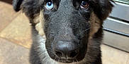 Atlas is registered to the contest to win money with this photo: dog, puppy, german_shepherd, blue_eye, brown_eye, heterochromia, ears, fur, pet, canine, indoor, floor, tile, kitchen, looking_up, adorable, young, animal, companion, cute
