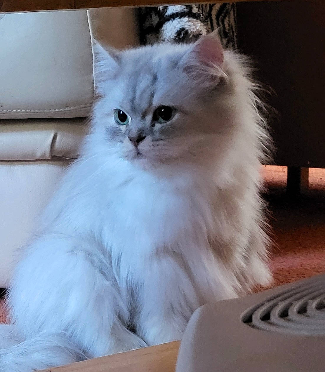 Winnie joined the competition — help win amazing prizes! british_longhair, carnivore, cat, comfort, felidae, fur, small_to_medium_sized_cats, snout, terrestrial_animal, whiskers