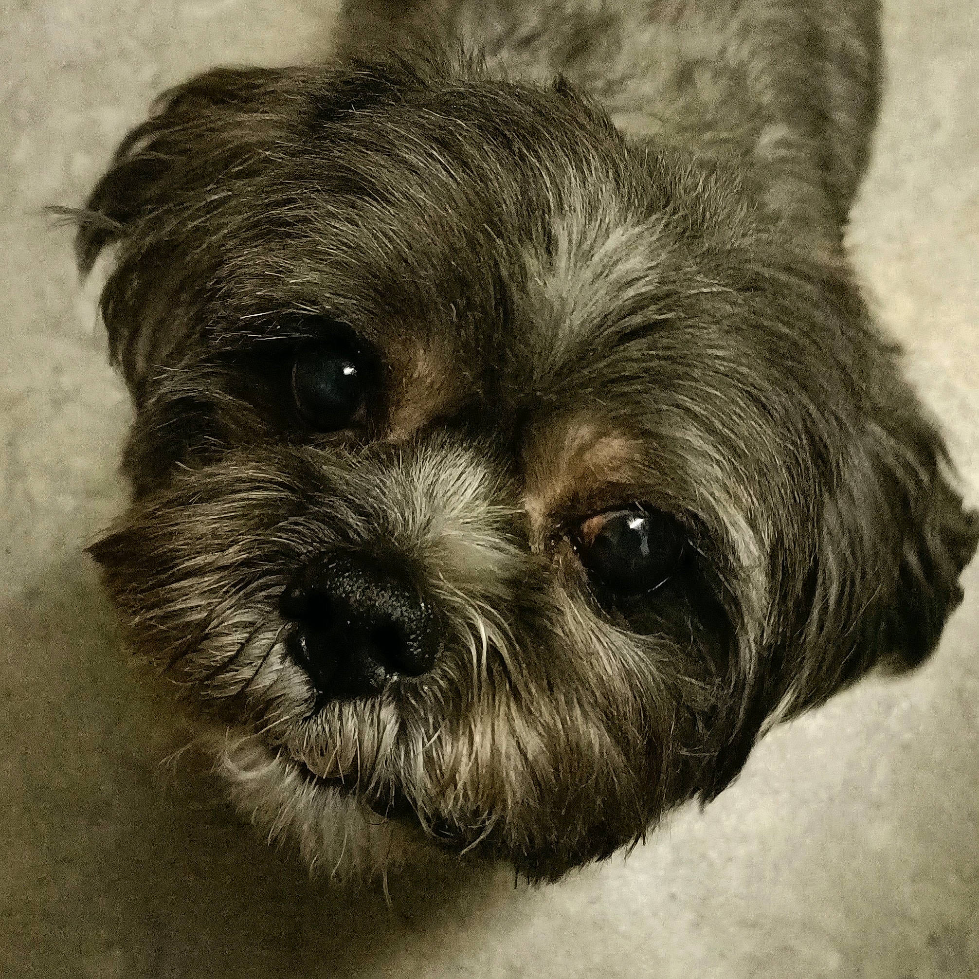 Buddy joined the competition — help win amazing prizes! canidae, carnivore, close_up, companion_dog, dog, dog_breed, ear, eye, fur, head, iris, liver, shih_tzu, small_terrier, snout, sporting_group, terrestrial_animal, toy_dog, whiskers, working_animal