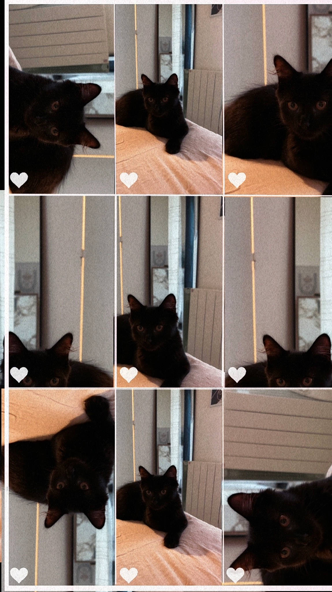 Onyx participe au concours pour gagner de l'argent avec cette photo : black, carnivore, cat, comfort, felidae, green, grey, light, mammal, photograph, plant, screenshot, small_to_medium_sized_cats, style, tree, vertebrate, whiskers, white, window, yellow