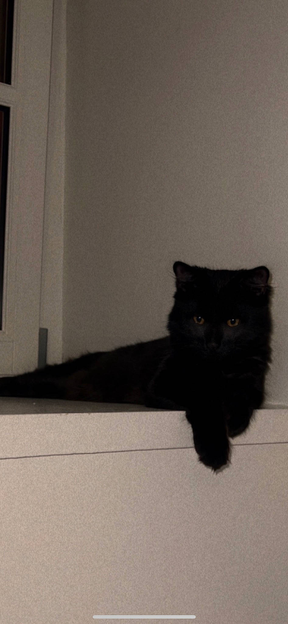 Onyx a rejoint le concours — aidez-le/la à gagner de superbes lots ! black_cat, british_longhair, carnivore, cat, domestic_short_haired_cat, eye, felidae, flooring, fur, grey, room, shadow, small_to_medium_sized_cats, snout, tail, terrestrial_animal, tints_and_shades, whiskers, window