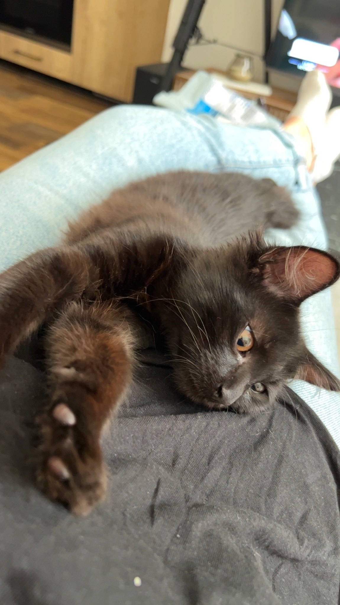 Onyx a rejoint le concours — aidez-le/la à gagner de superbes lots ! black_cat, carnivore, cat, claw, comfort, domestic_short_haired_cat, fawn, felidae, fur, hardwood, natural_material, paw, small_to_medium_sized_cats, snout, tail, terrestrial_animal, whiskers, wood