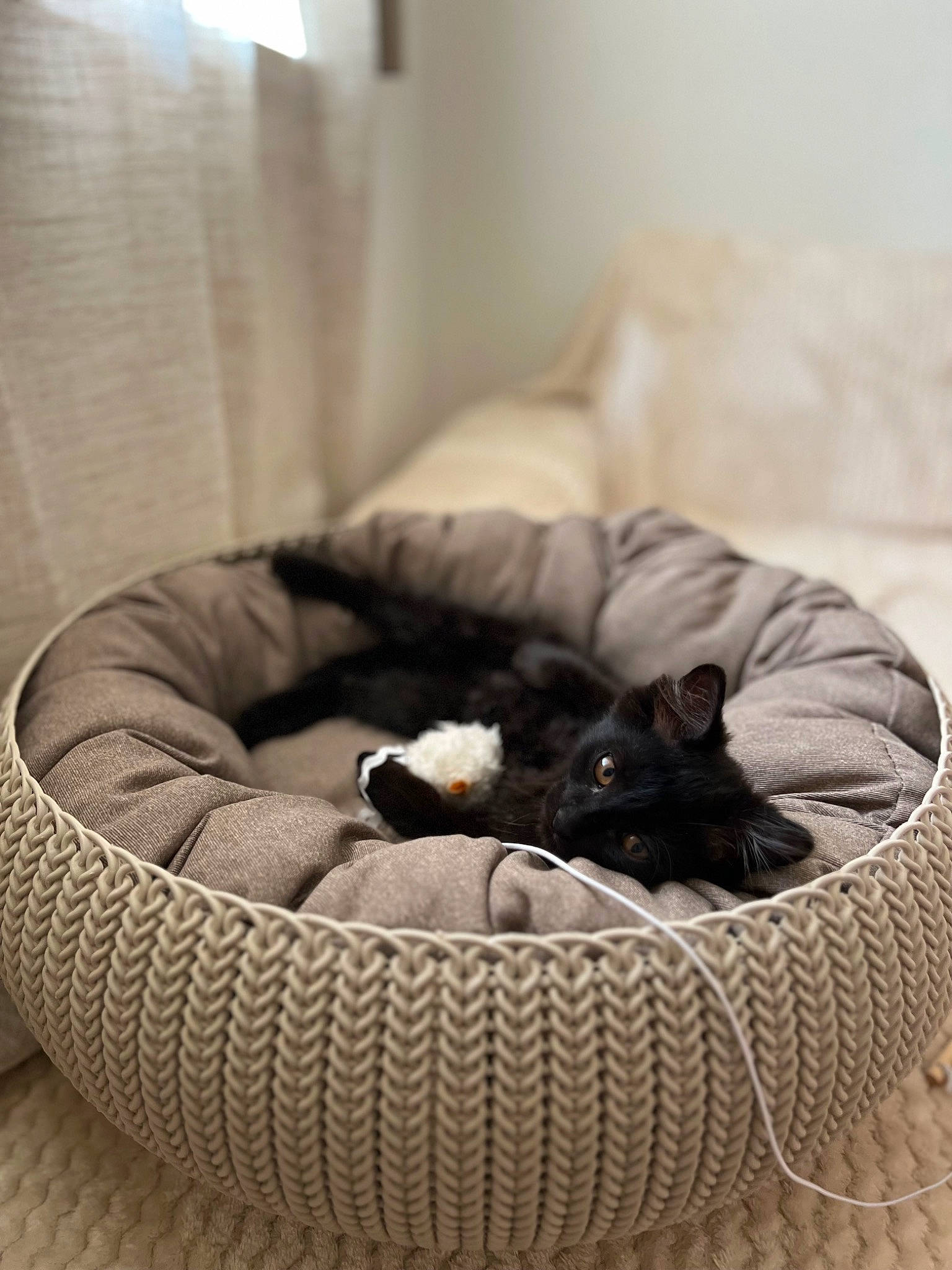 Onyx participe au concours pour gagner de l'argent avec cette photo : canidae, carnivore, cat, cat_bed, comfort, companion_dog, curtain, dog, dog_bed, dog_breed, felidae, fur, nap, non_sporting_group, pet_supply, room, small_to_medium_sized_cats, sporting_group, terrestrial_animal, whiskers