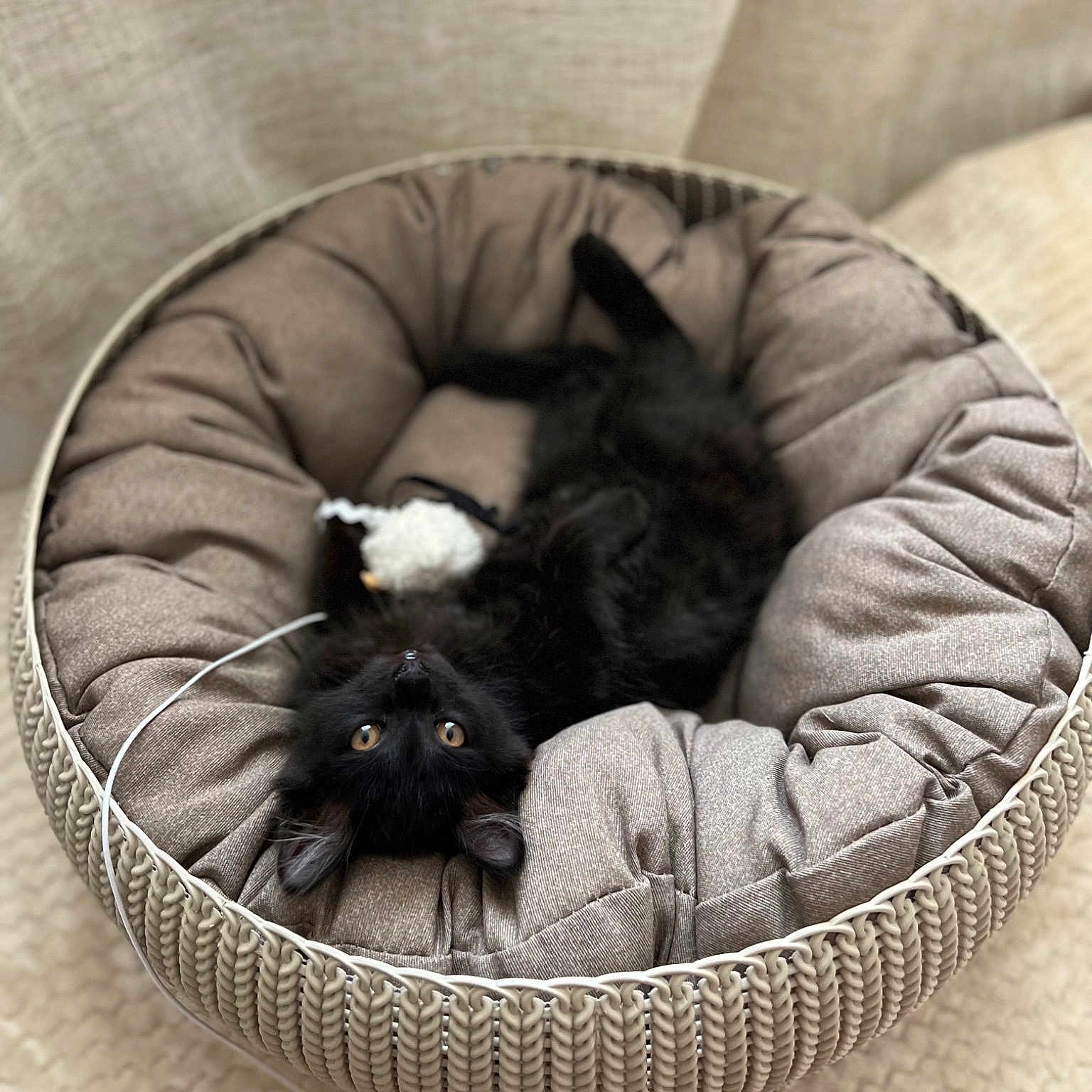 Onyx a rejoint le concours — aidez-le/la à gagner de superbes lots ! canidae, carnivore, cat_bed, comfort, companion_dog, dog_breed, felidae, fur, grey, monochrome, monochrome_photography, nap, natural_material, pet_supply, small_to_medium_sized_cats, snout, sporting_group, terrestrial_animal, whiskers, working_animal