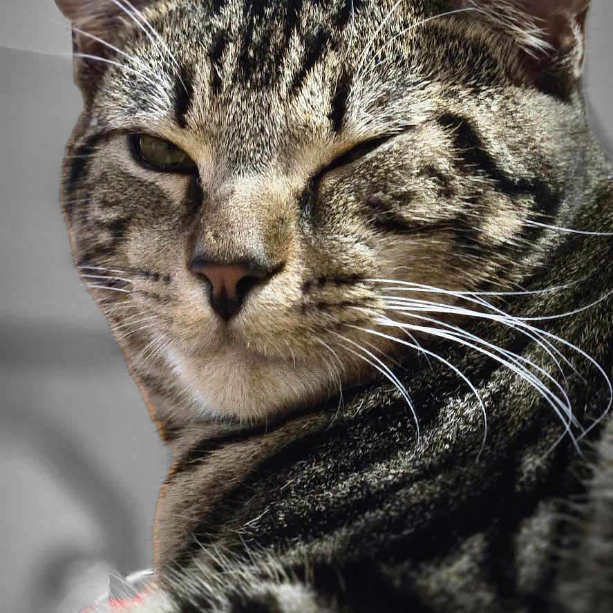Brave joined the competition — help win amazing prizes! cat, tabby, winking, close_up, portrait, whiskers, fur, animal, pet, indoor, blurred_background, grayscale_background, confident, cute, feline, domestic_cat, face, ears, nose, relaxed