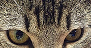Brave is registered to the contest to win money with this photo: animal, background, blue, cat, close_up, closeup, curious, eyes, face, fur, indoor, looking, orange, pet, portrait, resting, snack_bag, tabby, texture, whiskers