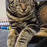 Brave is registered to the contest to win money with this photo: cat, tabby, pet, animal, feline, relaxed, sleeping, cute, whiskers, paw, fur, striped, indoor, couch, notebook, stationery, colorful, resting, closeup, domestic