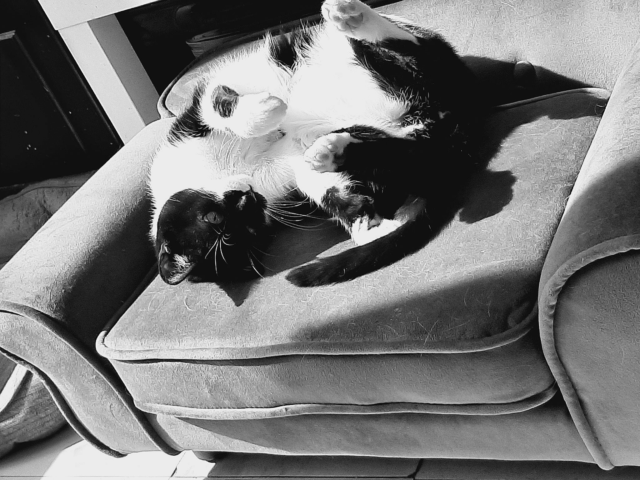 Canaille participe au concours pour gagner de l'argent avec cette photo : black, black_and_white, carnivore, cat, comfort, domestic_short_haired_cat, felidae, fur, human_leg, leg, monochrome, monochrome_photography, paw, small_to_medium_sized_cats, snout, style, tail, whiskers, white, window