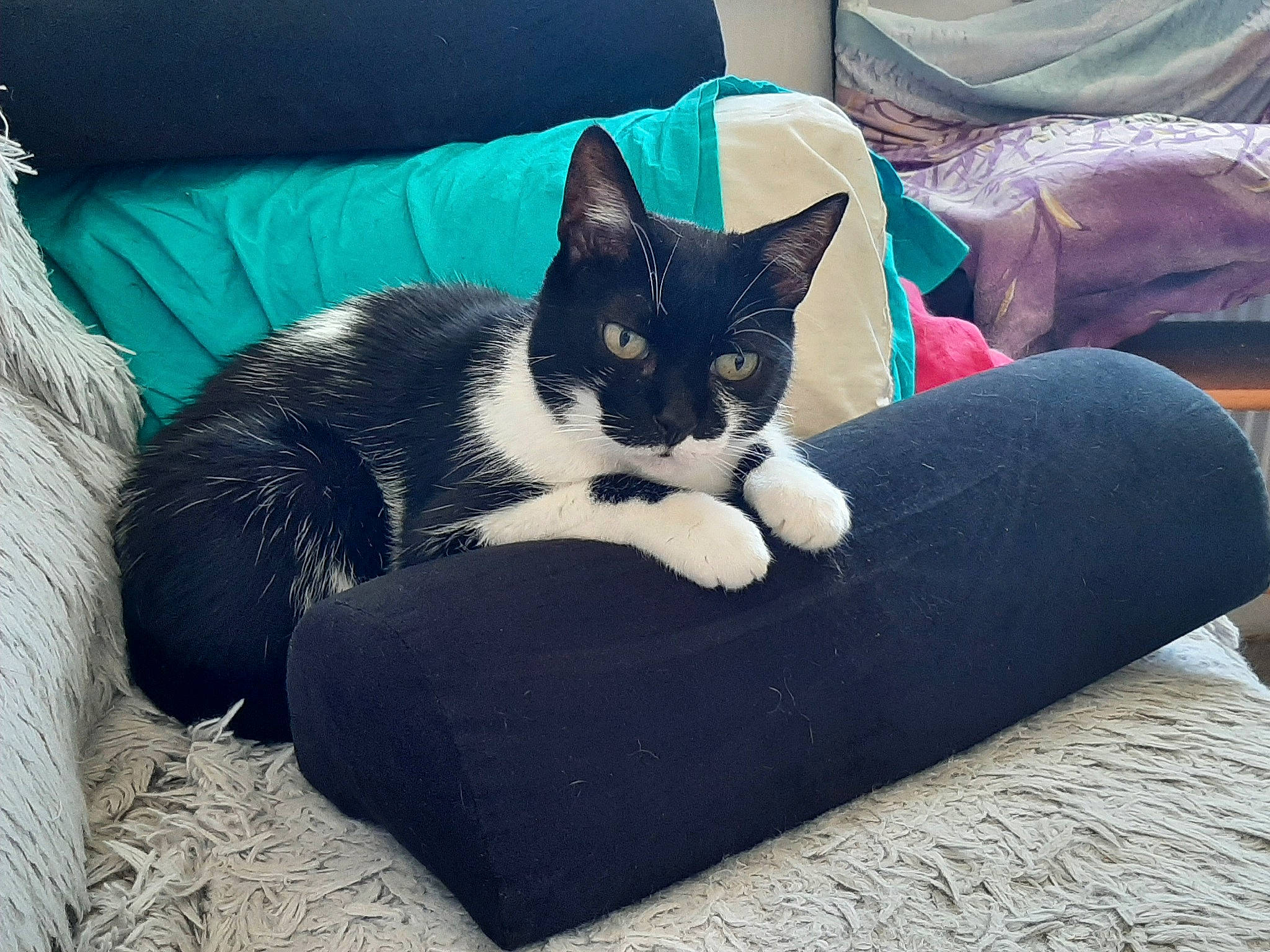 Canaille a rejoint le concours — aidez-le/la à gagner de superbes lots ! black_cat, carnivore, cat, cat_bed, cat_supply, comfort, domestic_short_haired_cat, electric_blue, felidae, fur, grey, lap, linens, pillow, sitting, small_to_medium_sized_cats, tail, thigh, tree, whiskers