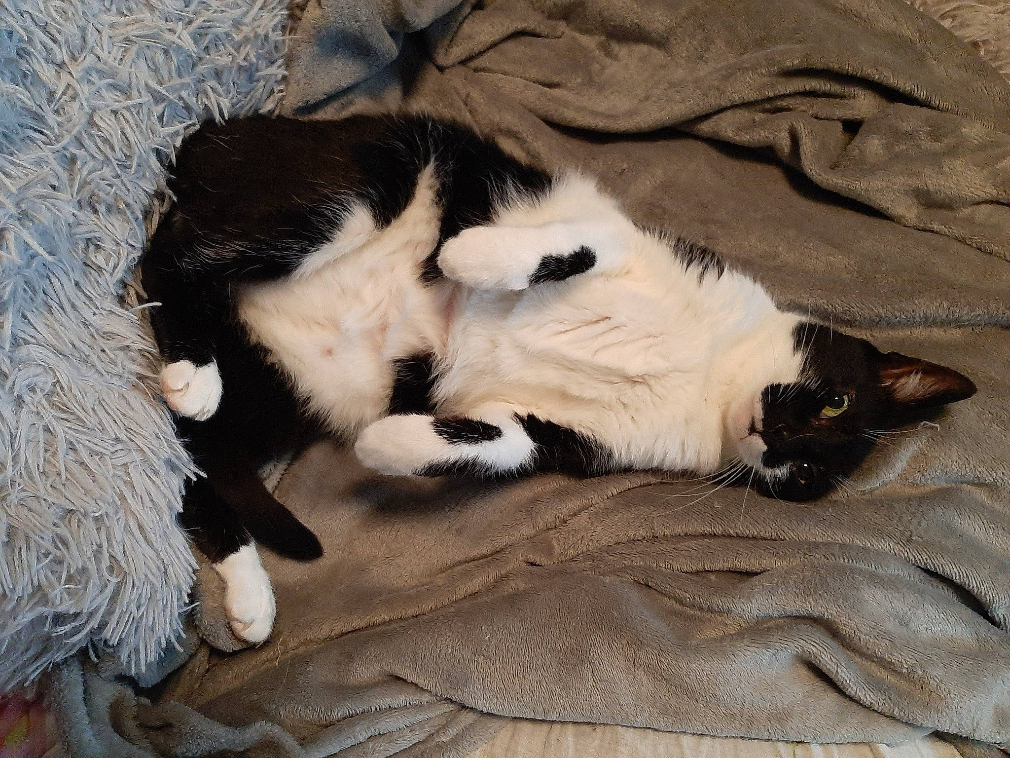 Canaille a rejoint le concours — aidez-le/la à gagner de superbes lots ! canidae, carnivore, cat, claw, comfort, dog_breed, domestic_short_haired_cat, felidae, foot, fur, linens, nap, paw, sleep, small_to_medium_sized_cats, tail, terrestrial_animal, whiskers