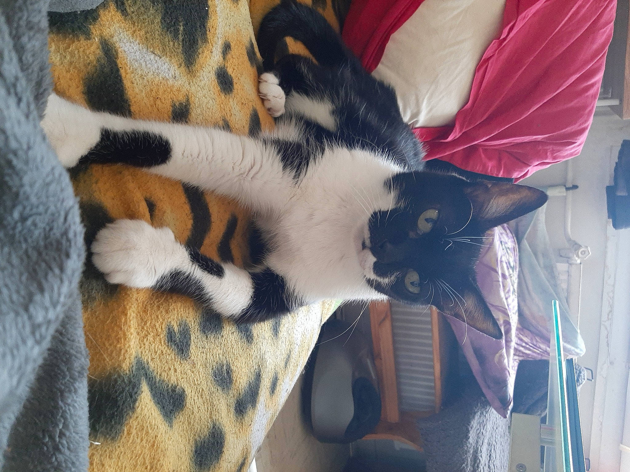 Canaille a rejoint le concours — aidez-le/la à gagner de superbes lots ! bengal_tiger, big_cats, carmine, carnivore, cat, comfort, fawn, felidae, fur, fur_clothing, linens, pattern, room, sleeve, small_to_medium_sized_cats, snout, sportswear, tail, terrestrial_animal, whiskers