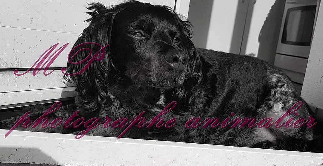 Locky a rejoint le concours — aidez-le/la à gagner de superbes lots ! blue_picardy_spaniel, boykin_spaniel, canidae, carnivore, cocker_spaniel, companion_dog, dog, dog_breed, english_cocker_spaniel, field_spaniel, german_spaniel, mammal, picardy_spaniel, rare_breed_dog, russian_spaniel, small_munsterlander, snout, spaniel, sporting_group, vertebrate