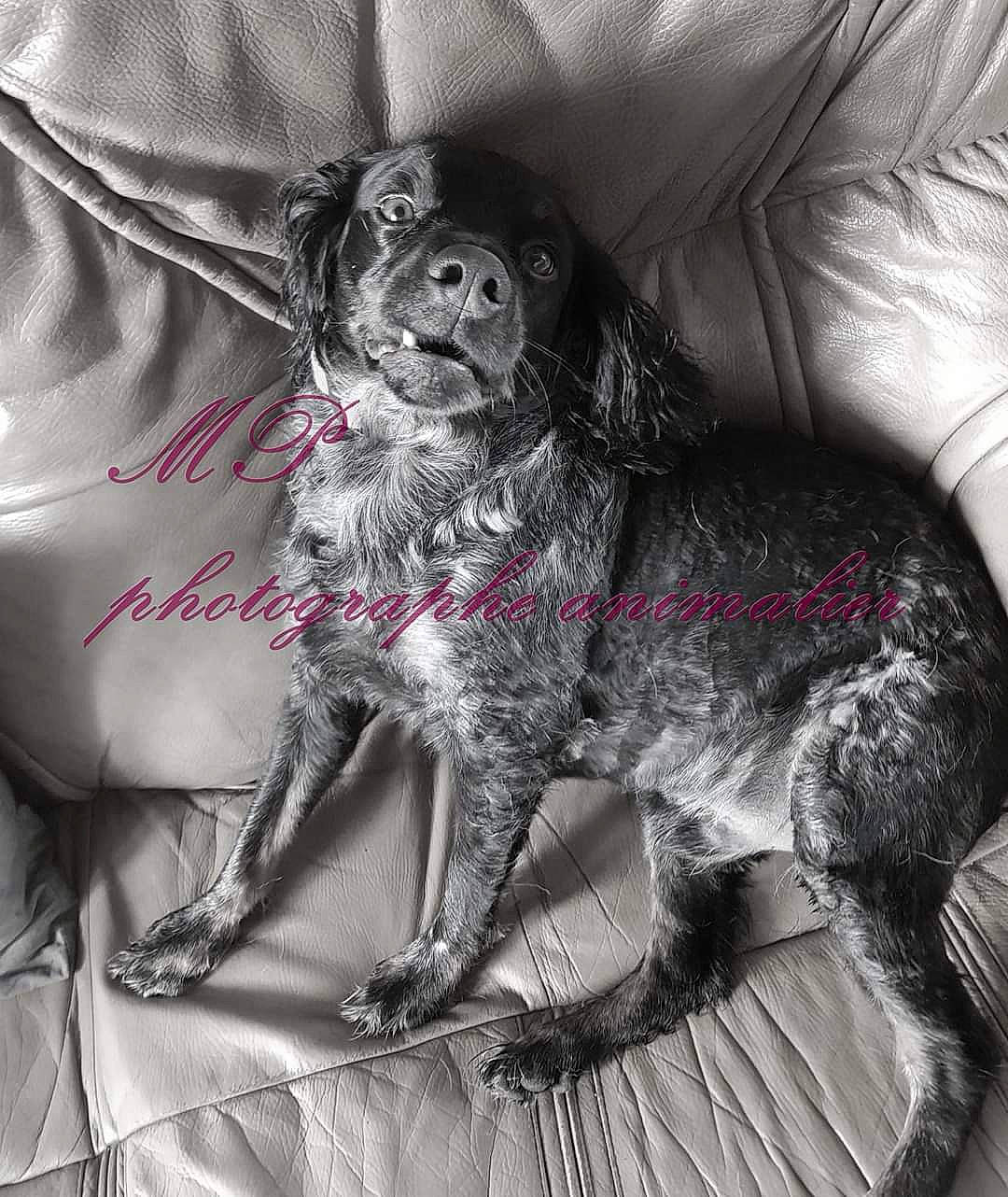 Locky a rejoint le concours — aidez-le/la à gagner de superbes lots ! black_and_white, canidae, carnivore, cocker_spaniel, companion_dog, dog, dog_breed, english_cocker_spaniel, monochrome_photography, puppy, russian_spaniel, spaniel, sporting_group, style