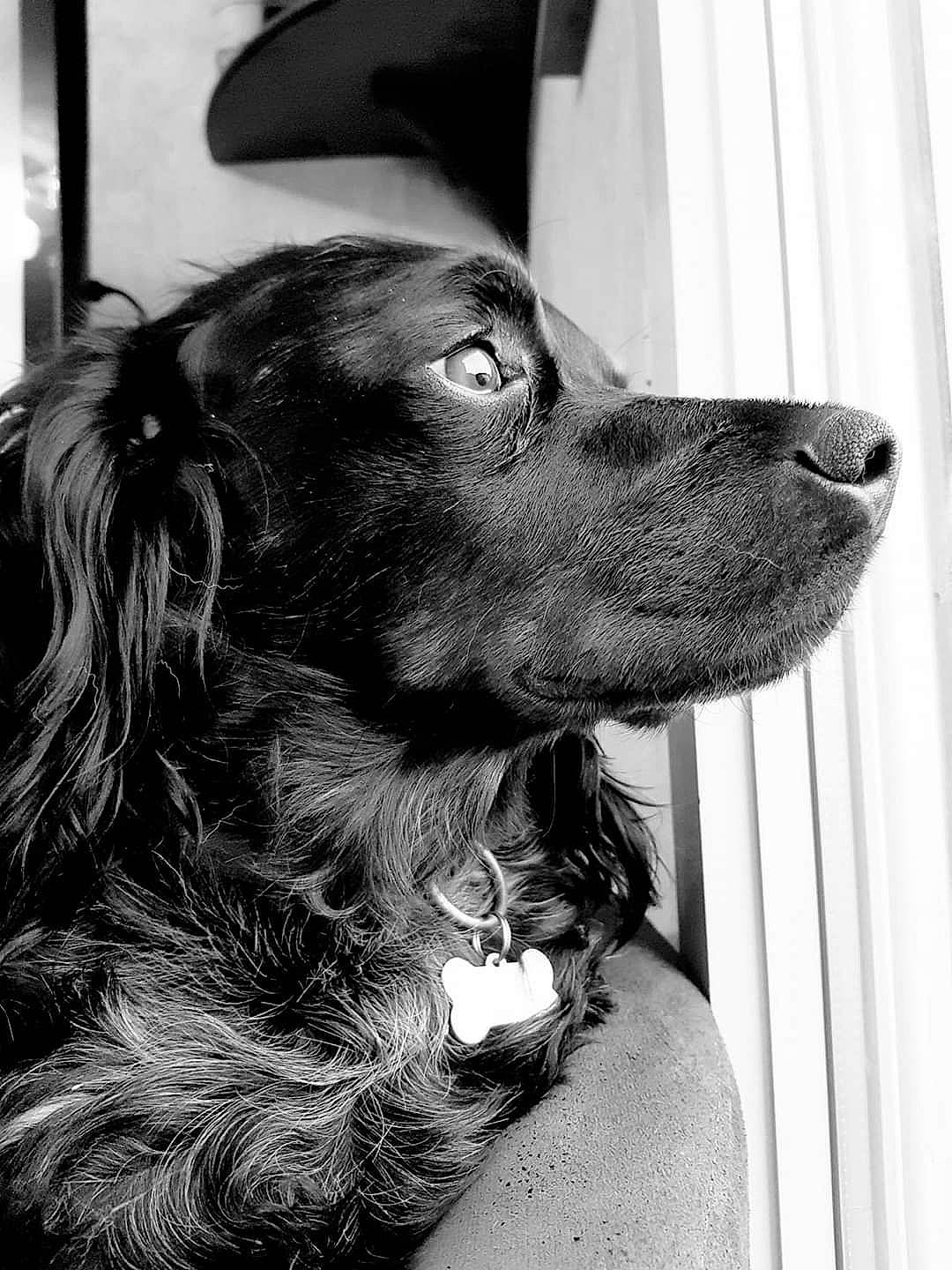 Locky participe au concours pour gagner de l'argent avec cette photo : black, black_and_white, boykin_spaniel, canidae, carnivore, companion_dog, dog, dog_breed, flat_coated_retriever, german_spaniel, mammal, monochrome, photography, rare_breed_dog, retriever, snout, spaniel, sporting_group, vertebrate, whiskers