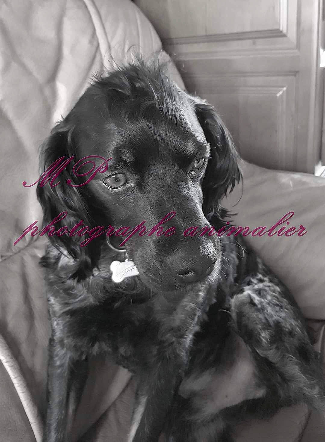 Locky participe au concours pour gagner de l'argent avec cette photo : black_and_white, blue_picardy_spaniel, canidae, carnivore, cocker_spaniel, dog, dog_breed, english_cocker_spaniel, german_spaniel, hunting_dog, pointer, rare_breed_dog, snout, spaniel, sporting_group