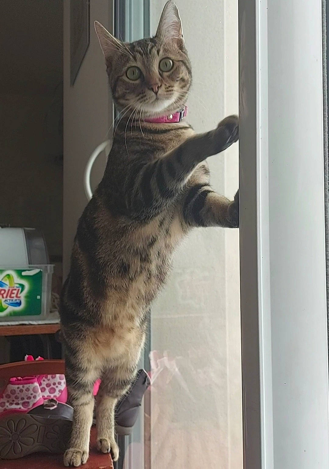 Ruby participe au concours pour gagner de l'argent avec cette photo : carnivore, cat, claw, domestic_short_haired_cat, door, eye, fawn, felidae, fur, head, mammal, paw, sitting, small_to_medium_sized_cats, snout, tail, vertebrate, whiskers, window