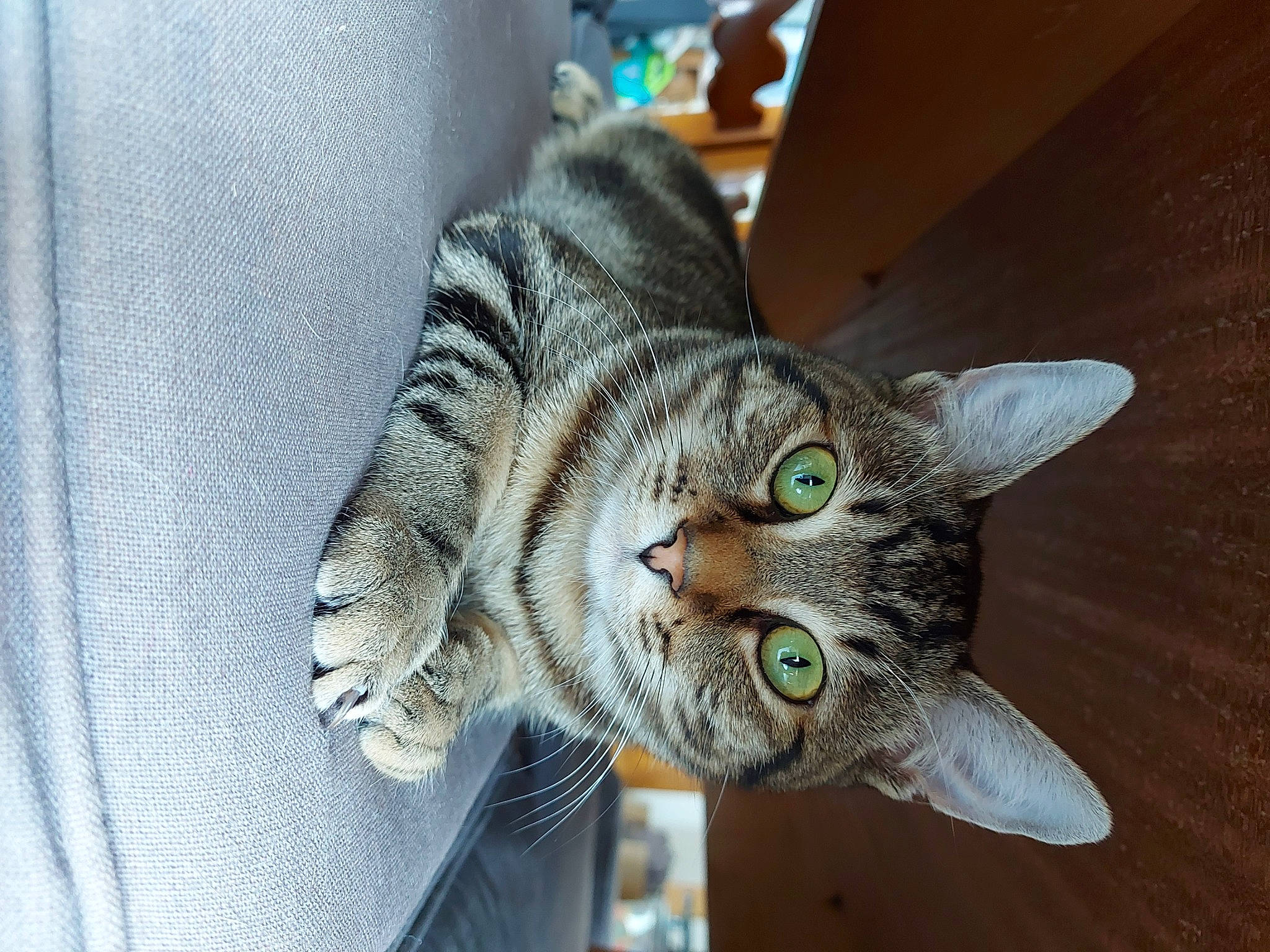 Ruby participe au concours pour gagner de l'argent avec cette photo : carnivore, cat, claw, comfort, domestic_short_haired_cat, ear, felidae, fur, pattern, paw, plant, sitting, small_to_medium_sized_cats, snout, tail, tree, whiskers, wildlife, window