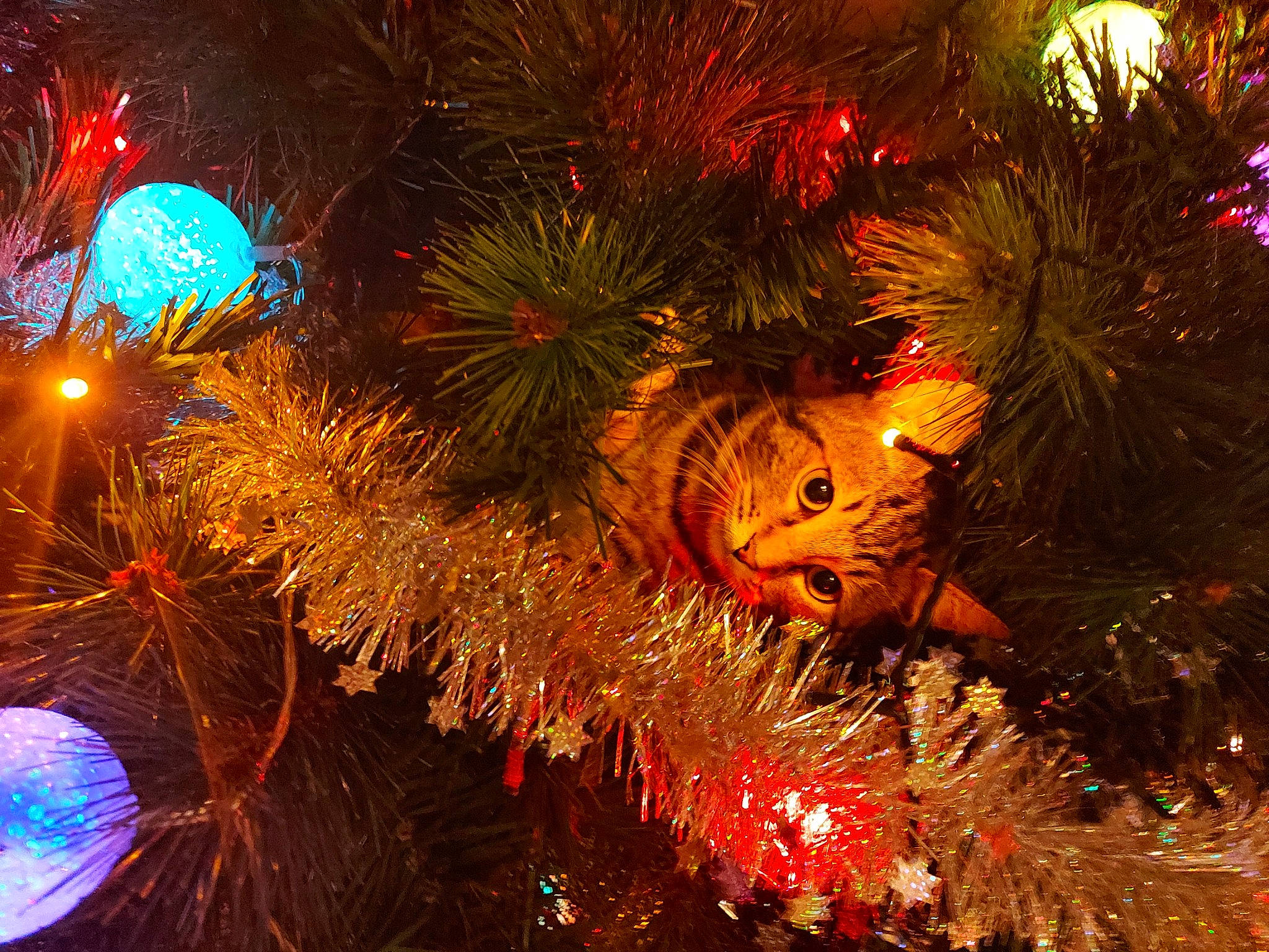 Ruby participe au concours pour gagner de l'argent avec cette photo : branch, christmas, christmas_decoration, christmas_eve, christmas_lights, christmas_ornament, christmas_tree, event, evergreen, holiday, holiday_ornament, light, midnight, organism, ornament, plant, space, tradition, tree, woody_plant