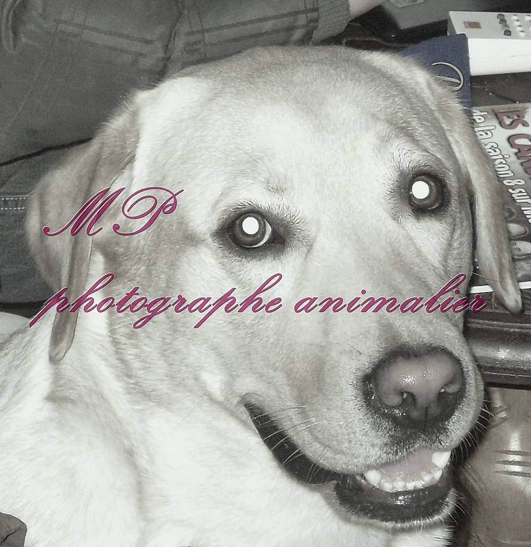 Gamin participe au concours pour gagner de l'argent avec cette photo : canidae, carnivore, companion_dog, dog, dog_breed, golden_retriever, labrador_retriever, mammal, nose, photo_caption, rare_breed_dog, retriever, snout, sporting_group, vertebrate