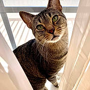Ziggy joined the competition — help win amazing prizes! cat, tabby, curious, green_eyes, whiskers, curtain, window, sunlight, screen, indoor, pet, feline, closeup, portrait, looking, striped, animal, domestic, cozy, soft_light